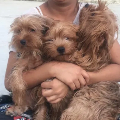 Yorkshire Terrier puppies for sale in Vijayawada