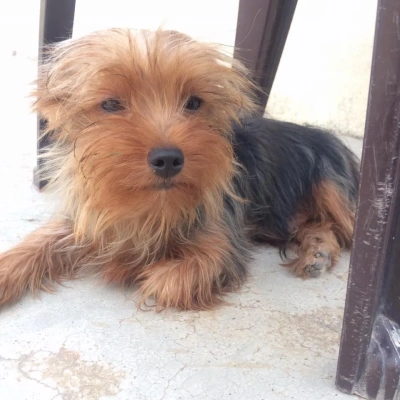 Yorkshire Terrier puppies for sale in Bikaner