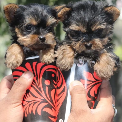 Yorkshire Terrier puppies for sale in Bikaner